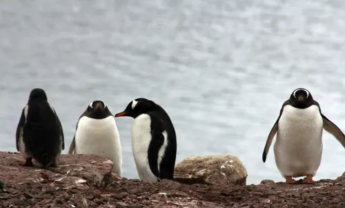 Antarktische Halbinsel, Petermann Insel, Adélie-Pinguine